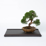 Kuboki Mini Tatami Dai