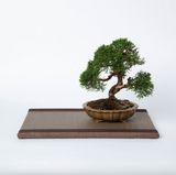 Kuboki Mini Tatami Dai