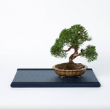 Kuboki Mini Tatami Dai