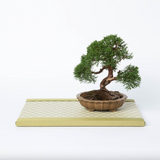 Kuboki Mini Tatami Dai