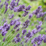 Furano Lavender Essential Oil