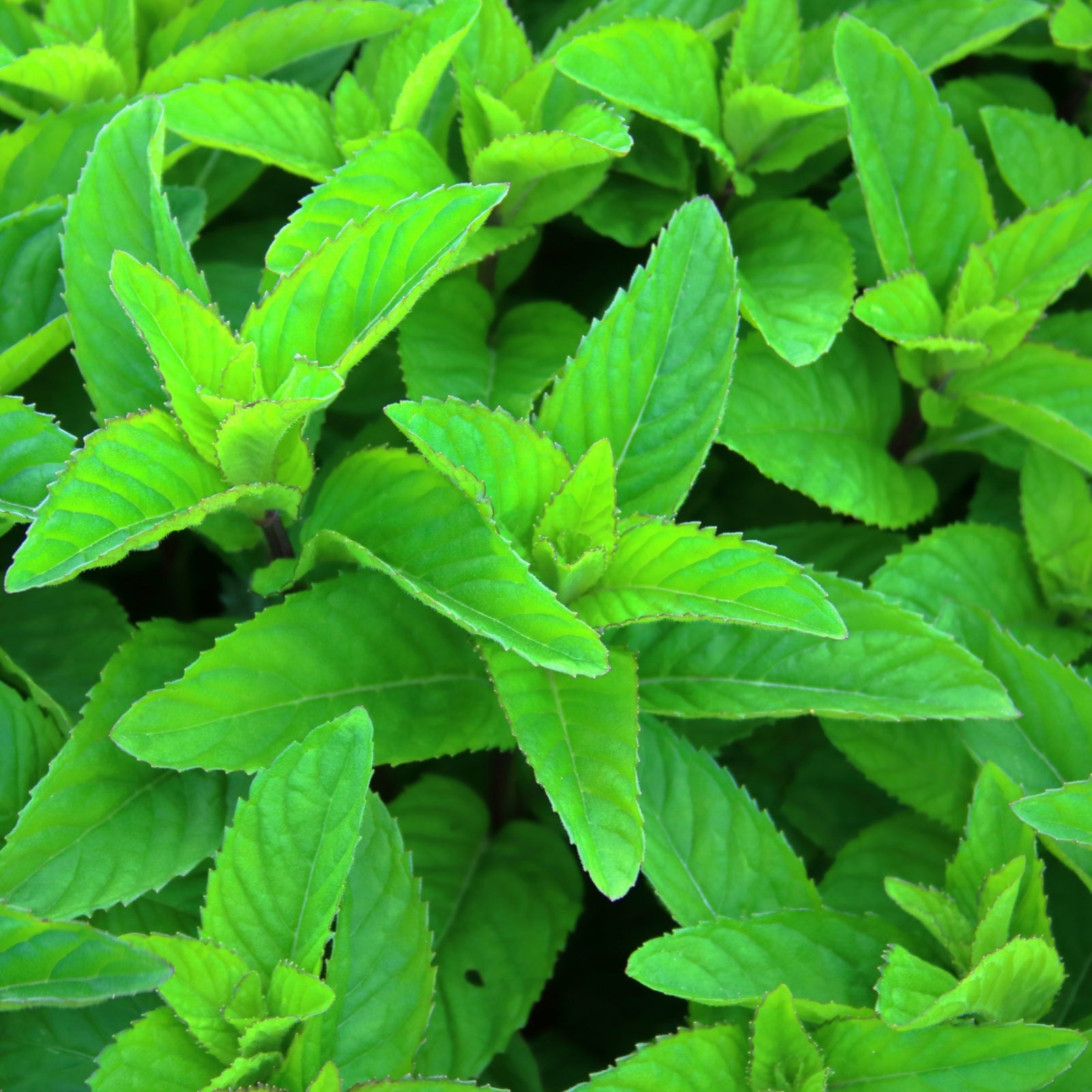 Wa Hakka Essential Oil – WAZA NYC