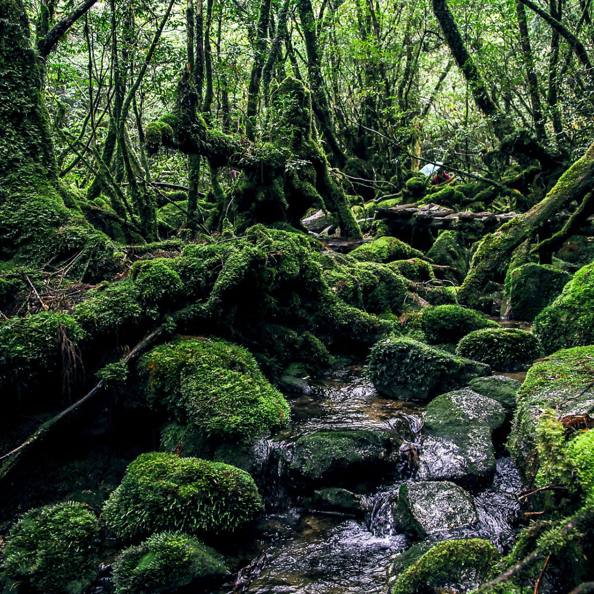 yakushimaisland_1200x.jpg?v=