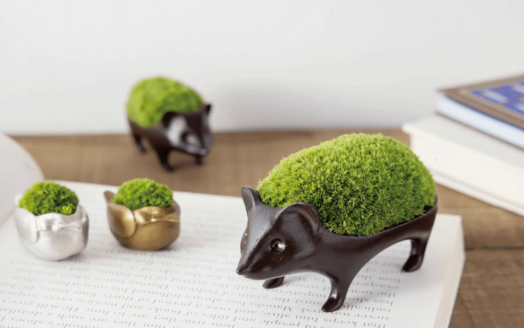 Moss Container Hedgehog Pup S